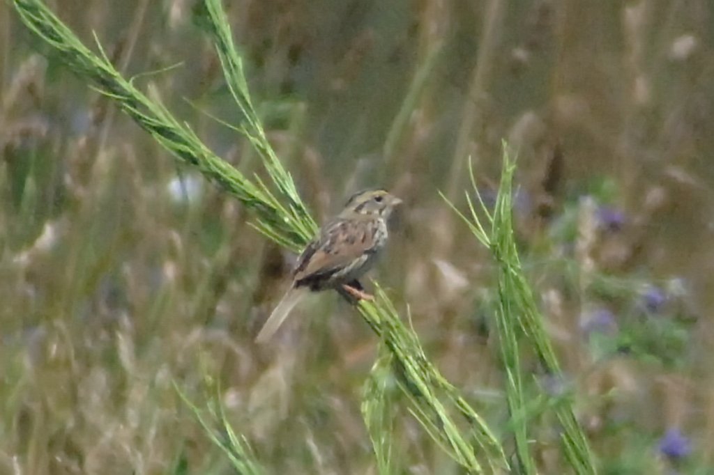 Sparrow, Henslow's, 2009-07041668 Montague, MA.jpg - Henslow's Sparrow. Montague, MA, 7-4-2009